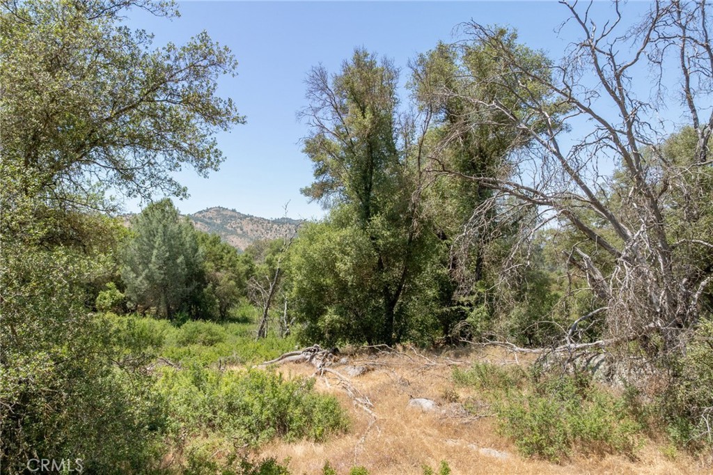 0 Dawn Road Mariposa, CA 95338 - Photo 13 of 57 a view of a forest with trees in the background
