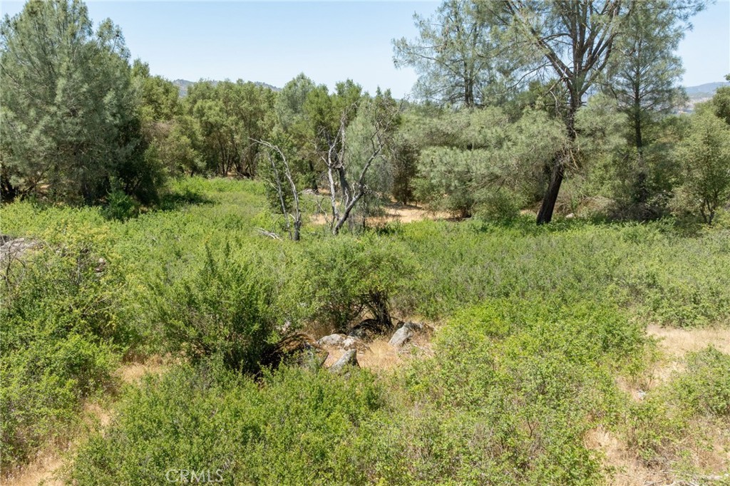 0 Dawn Road Mariposa, CA 95338 - Photo 19 of 57 a view of a lush green forest