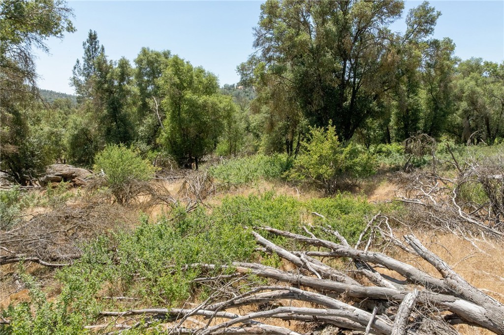 0 Dawn Road Mariposa, CA 95338 - Photo 26 of 57 a view of a forest with trees