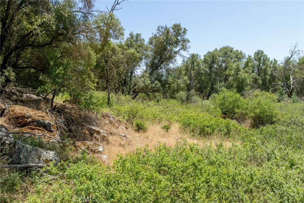 0 Dawn Road Mariposa, CA 95338 - Photo 29 of 57 a view of a lush green forest with large trees