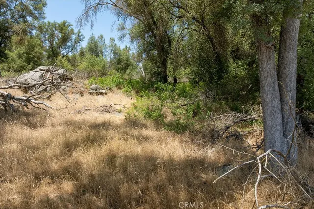a view of a yard with plants and a bench