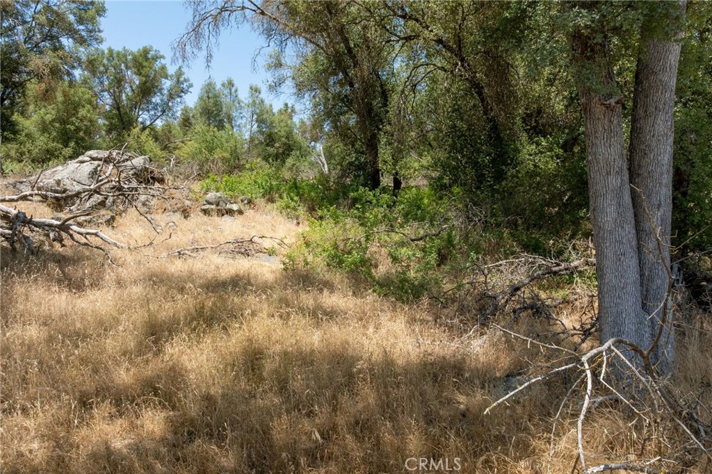 0 Dawn Road Mariposa, CA 95338 - Photo 31 of 57 a view of a forest with a tree