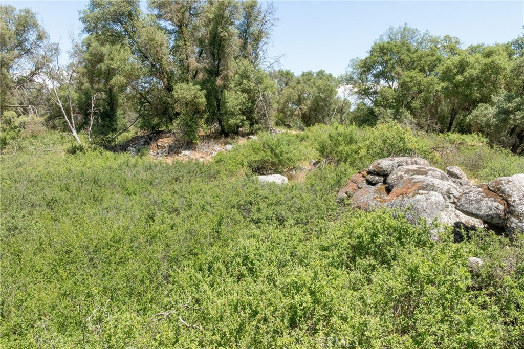 0 Dawn Road Mariposa, CA 95338 - Photo 47 of 57 a view of a lush green forest with trees and some trees