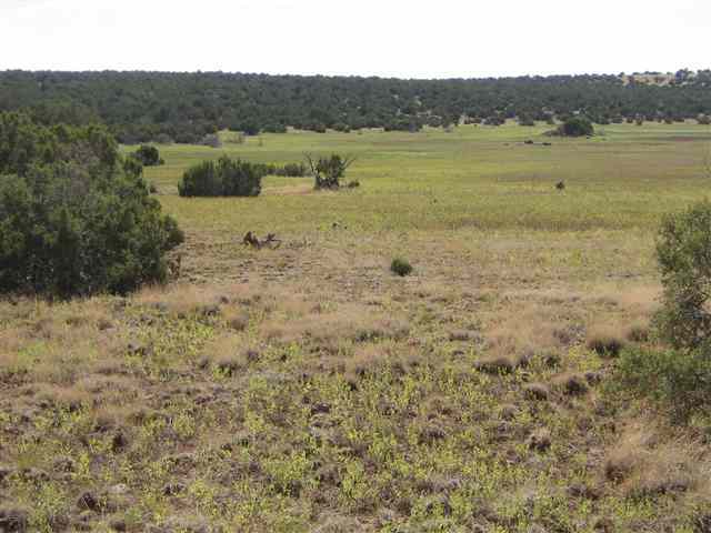 9 D Silver Eagle Concho, AZ 85924 - Photo 2 of 8
