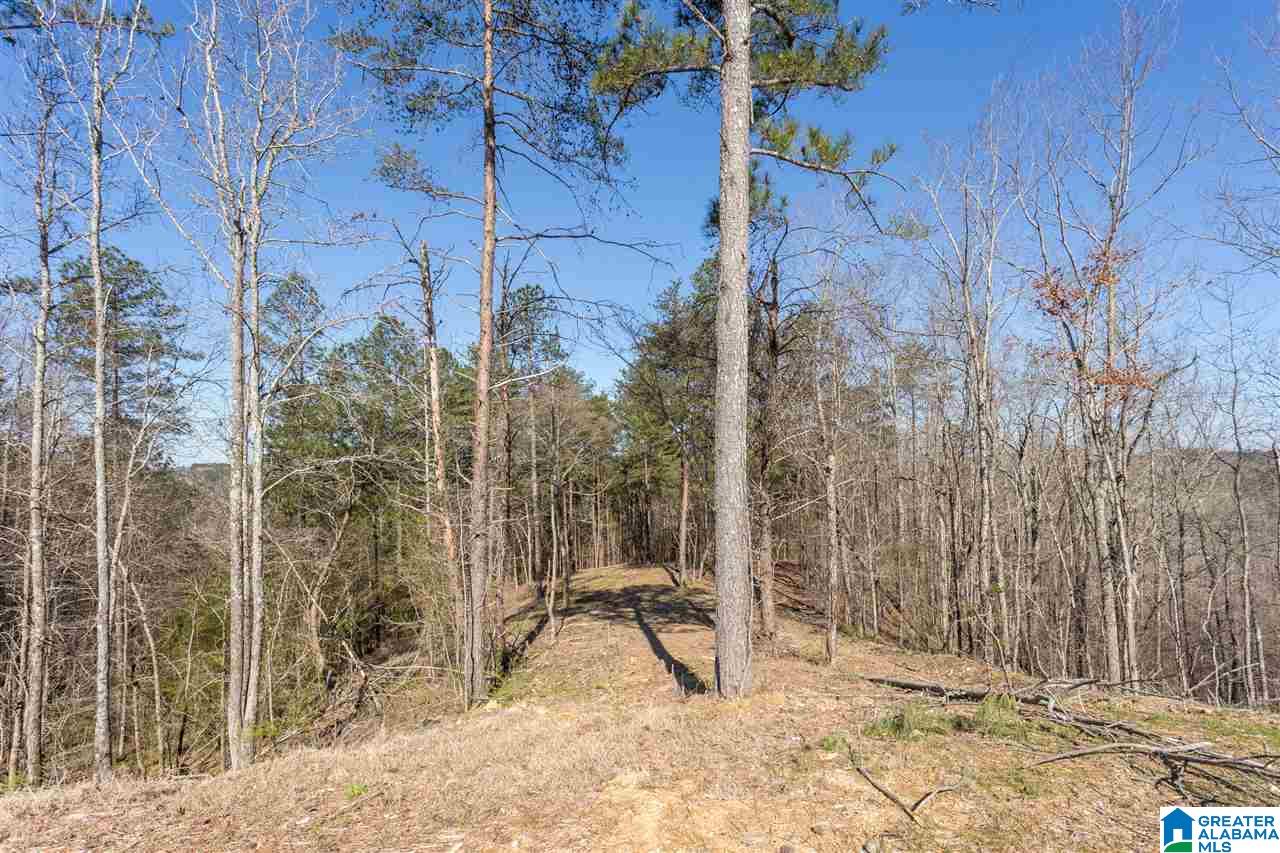 379 Lake Road Odenville, AL 35120 - Photo 7 of 43