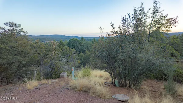 a view of a forest with a tree