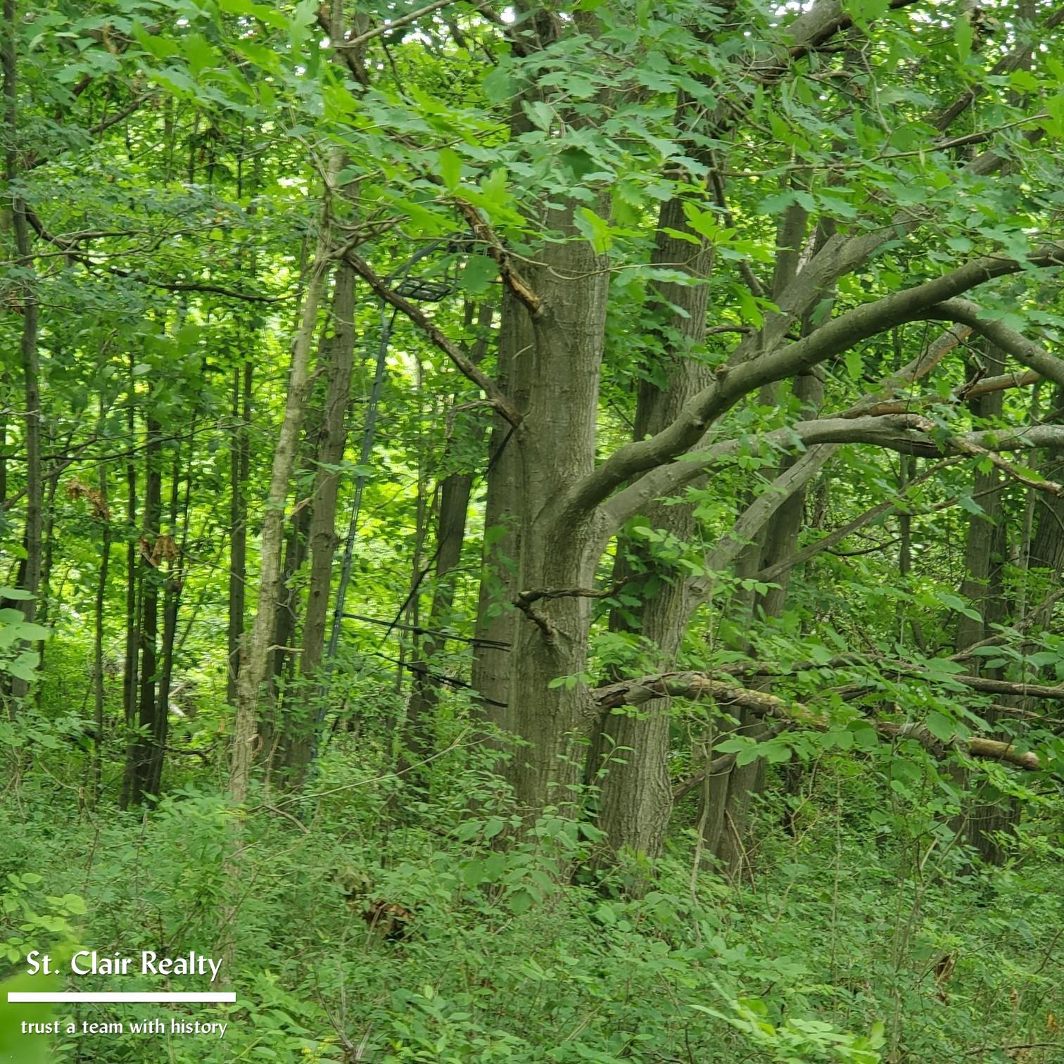0 Parks Road Goodells, MI 48027 - Photo 4 of 6