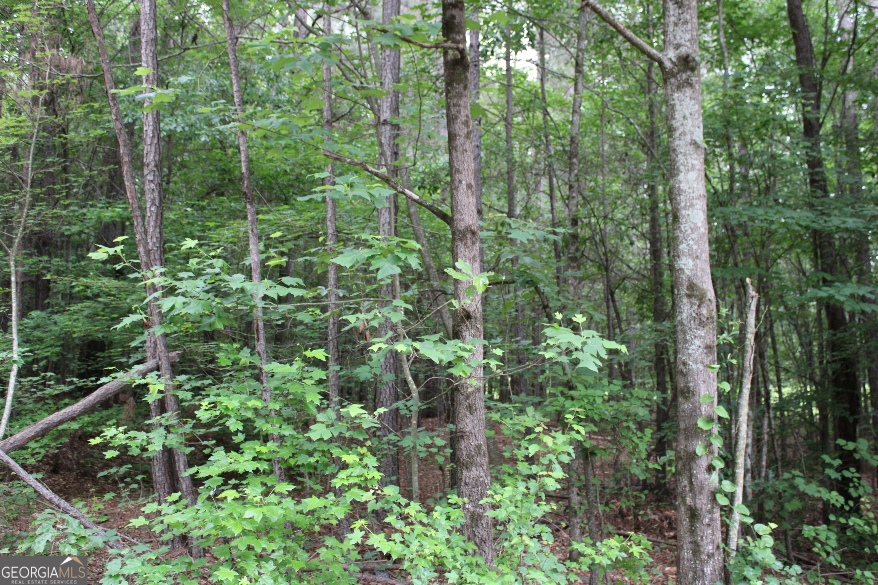 2 Garnett Ward Road Hull, GA 30646 - Photo 1 of 24 a view of a forest with trees and bushes