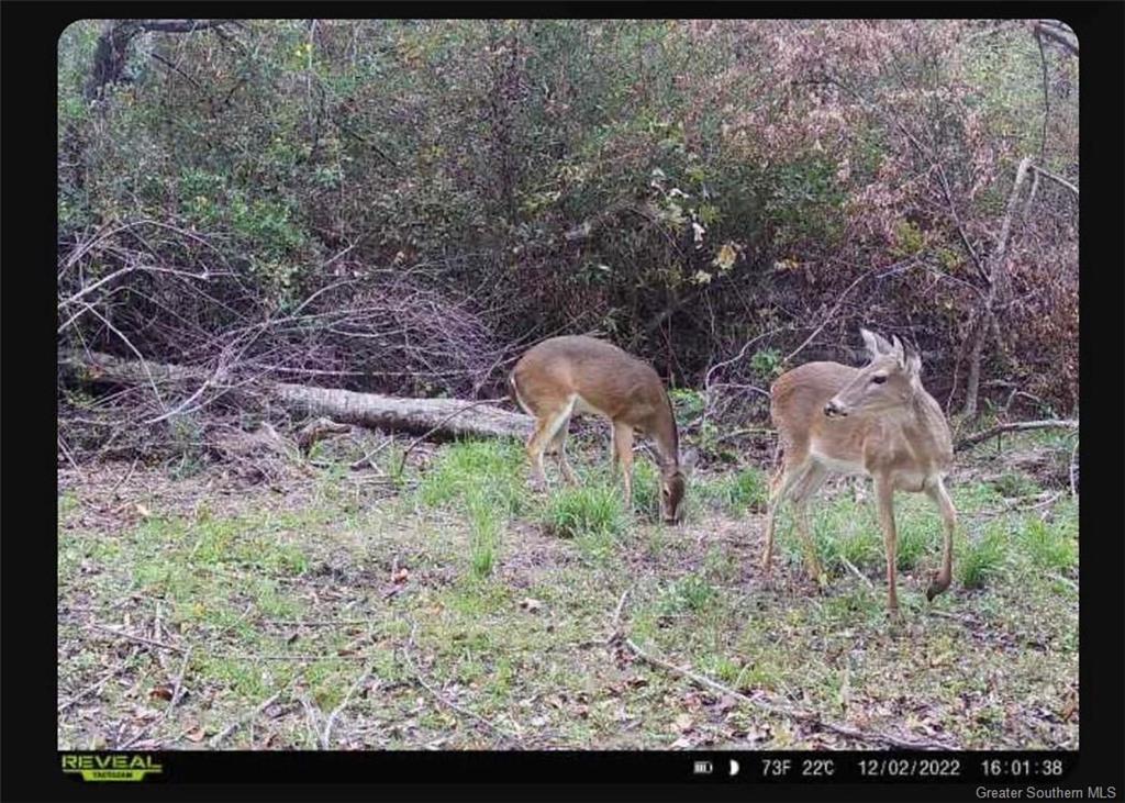 1411 Robert Pinder Road Starks, LA 70661 - Photo 16 of 17