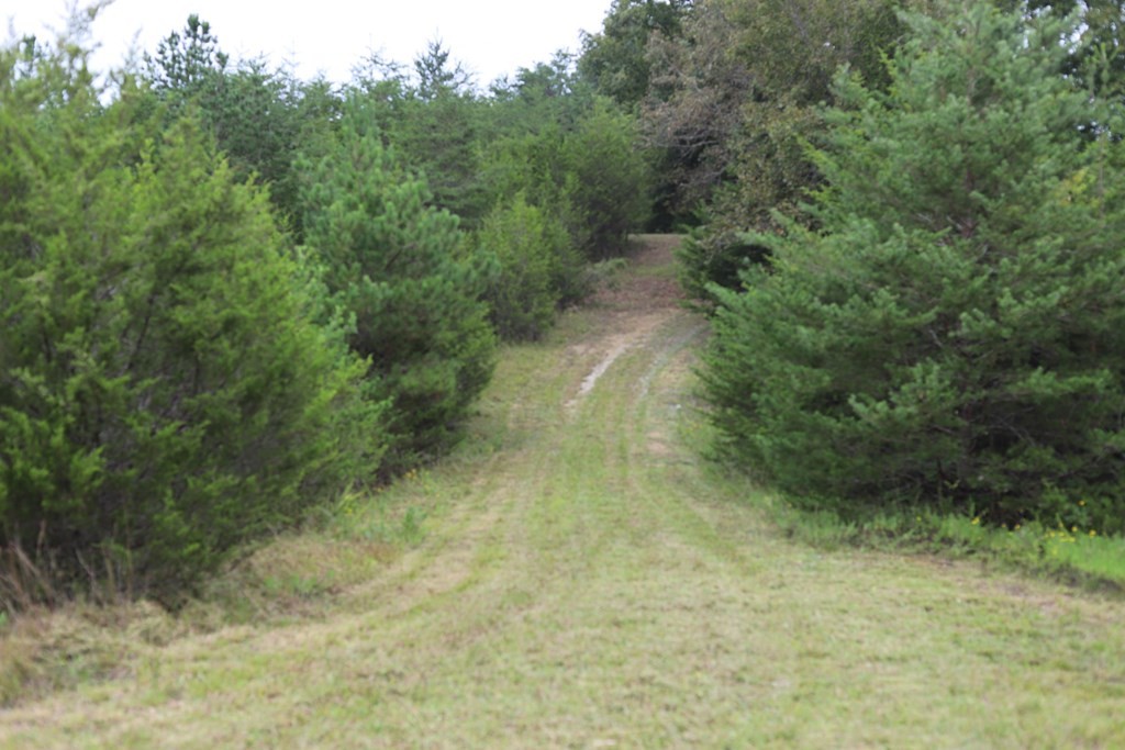 0 Guffy Hollow Road Sevierville, TN 37876 - Photo 5 of 6 a view of a yard with trees