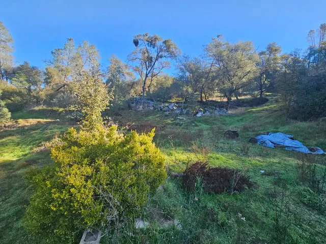 a view of a yard with large trees