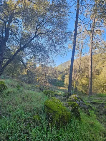 a view of a yard with lots of trees
