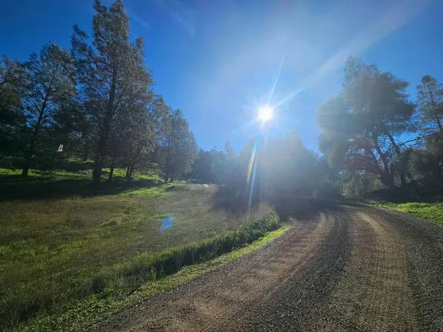 a view of a backyard with plants and trees