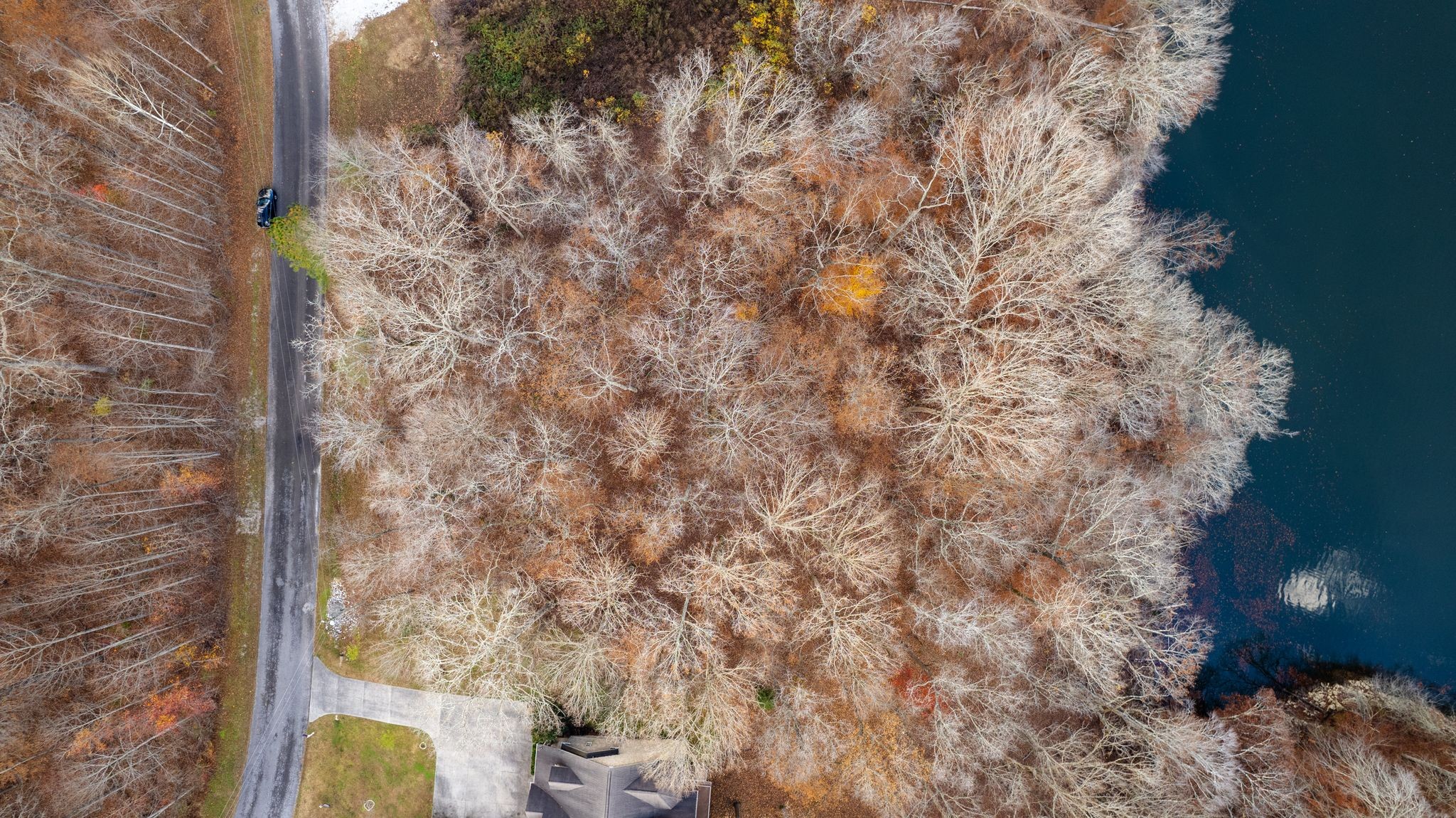 0 Grandview Lake Road Estill Springs, TN 37330 - Photo 14 of 14 a close up of a plant