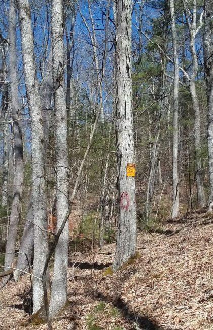 512 Wildcat Run Road South Marlinton, WV 24954 - Photo 2 of 45 Gallery Image 2