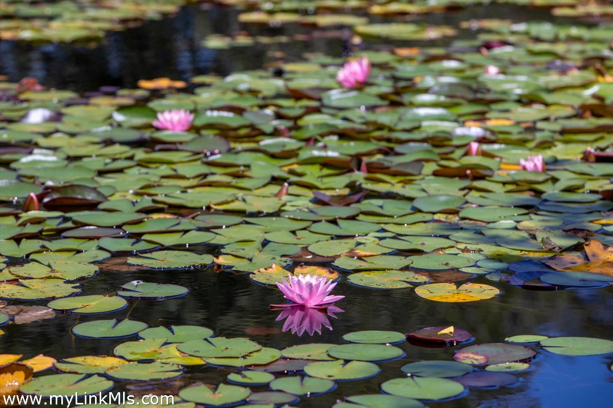 32 Boldwater Road Edgartown, MA 02539 - Photo 17 of 55 Lily Pond