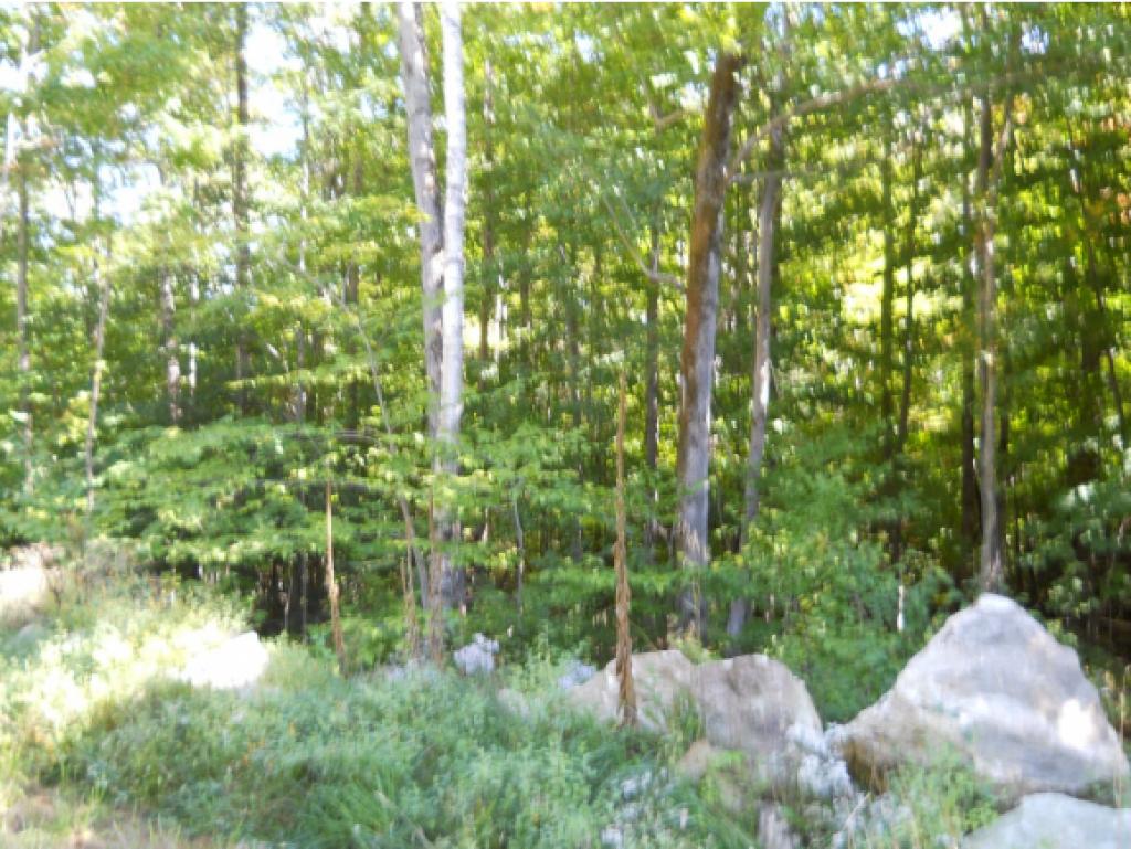 0 Little Pond & Marsh Hill Road Andover, VT 05143 - Photo 3 of 8 Gallery Image 3