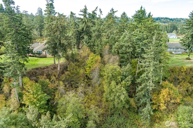a view of a forest with a tree