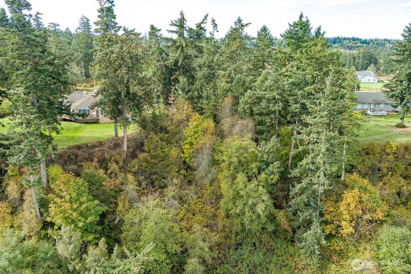 0 Strawberry Point Road Oak Harbor, WA 98277 - Photo 12 of 15 a view of a forest with a tree