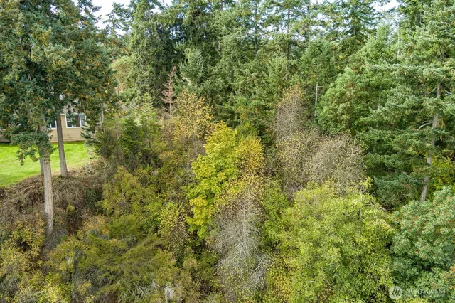 a view of a lush green forest