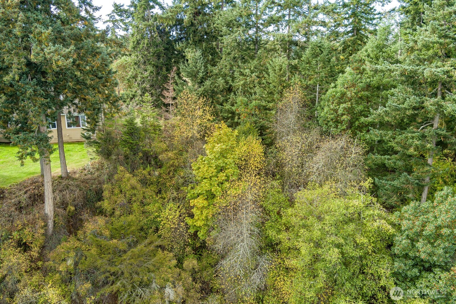 0 Strawberry Point Road Oak Harbor, WA 98277 - Photo 13 of 15 a view of a lush green forest