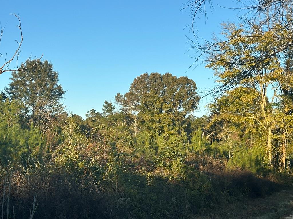 250 Adams Mill Road Clayton, AL 36016 - Photo 11 of 74