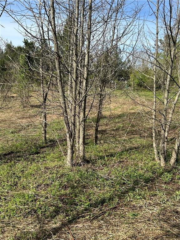0 Browning Road Fairmount, GA 30139 - Photo 11 of 12 a view of a yard with trees