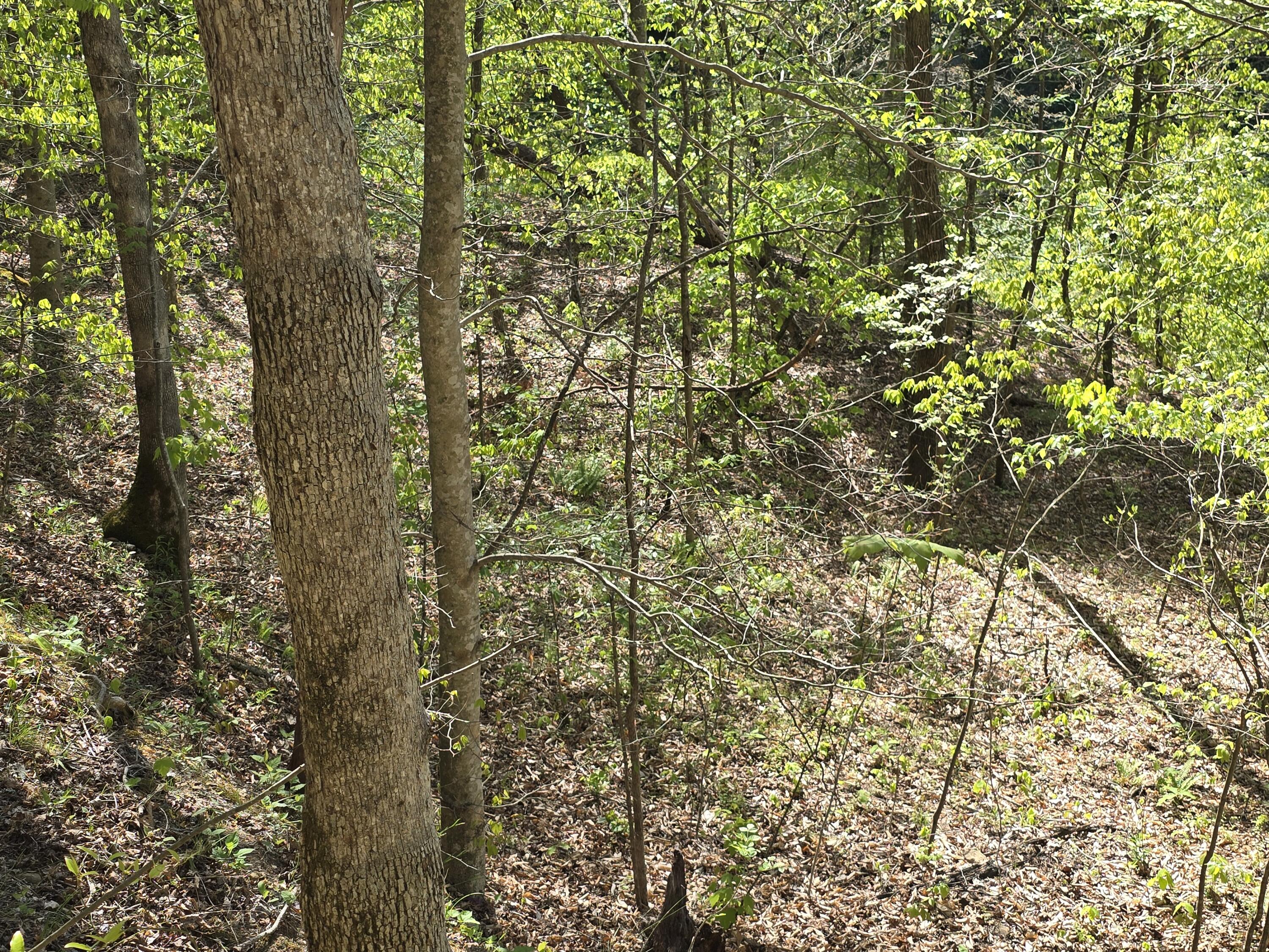 321 Mill Creek Road Jackson, KY 41339 - Photo 9 of 15 20260421_105344