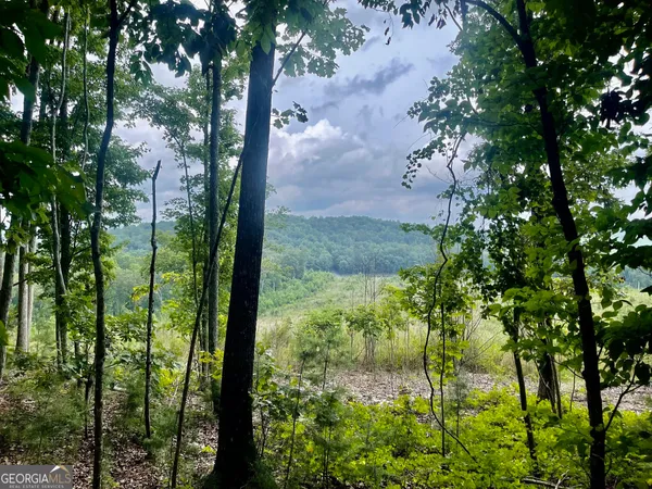 a view of a yard with plants and large trees