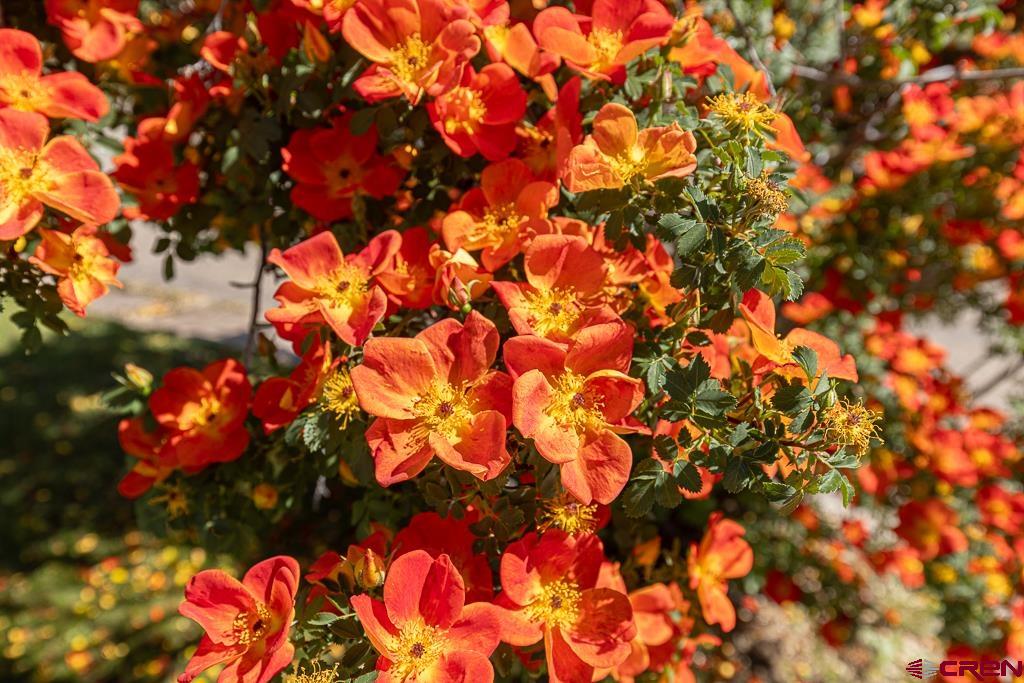 420 West 4th Street Cortez, CO 81321 - Photo 23 of 25 a picture of flowers