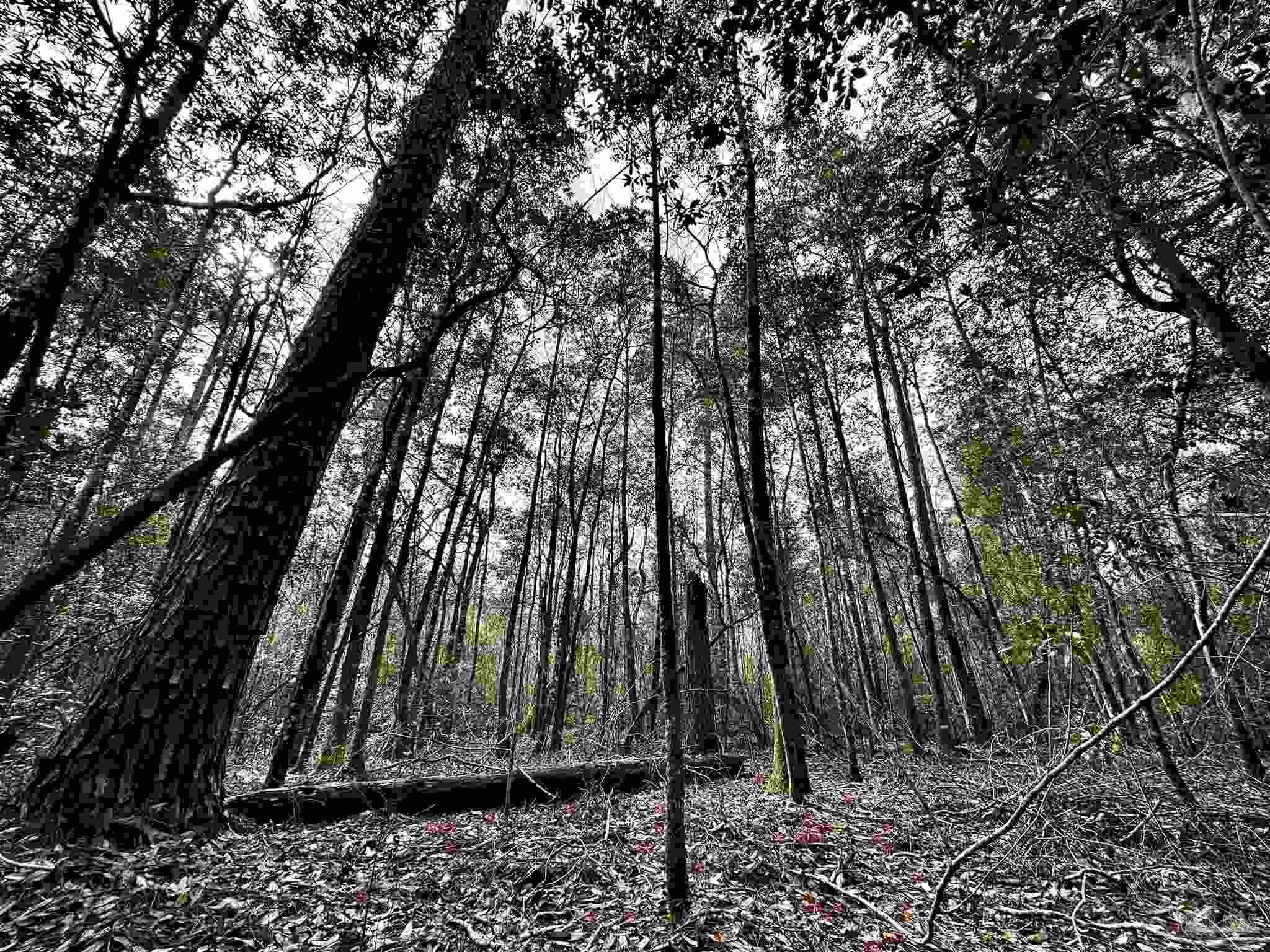 A1 Indian Ford Road Milton, FL 32570 - Photo 4 of 17