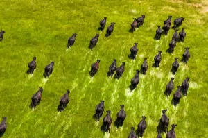 a view of a bunch of plants and trees