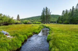 a view of a big yard with plants and large trees