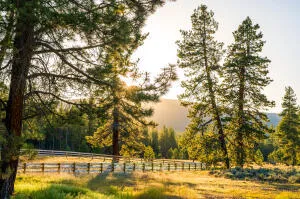 a view of swimming pool and trees in the background