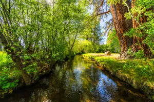 a view of lake plants and tree