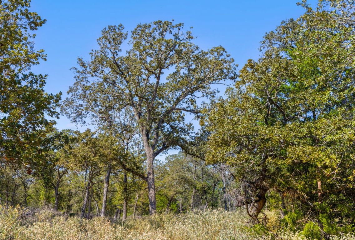 340 Mark Young Road Smithville, TX 78957 - Photo 30 of 40 a view of a tree in a yard