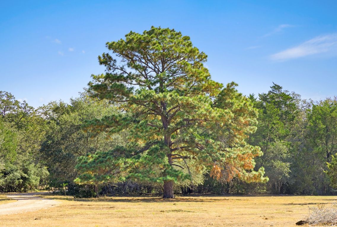 340 Mark Young Road Smithville, TX 78957 - Photo 35 of 40 a view of a yard with an outdoor space