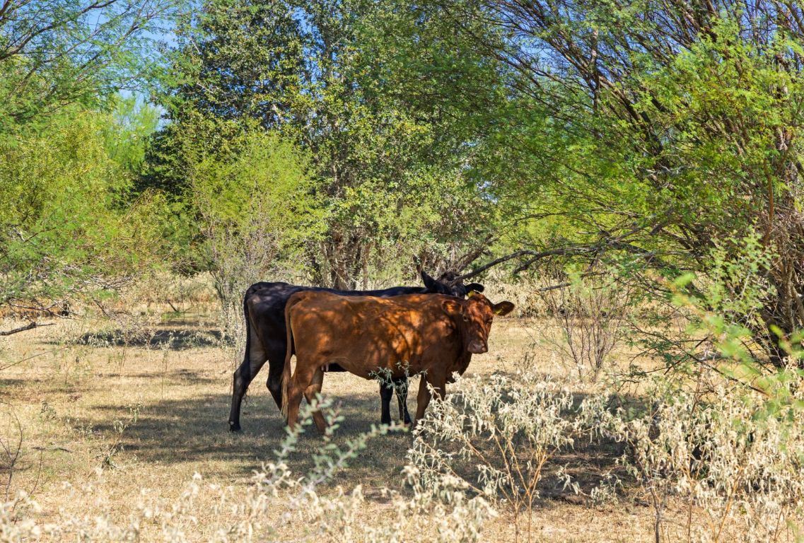 340 Mark Young Road Smithville, TX 78957 - Photo 36 of 40 a view of a yard with a tree