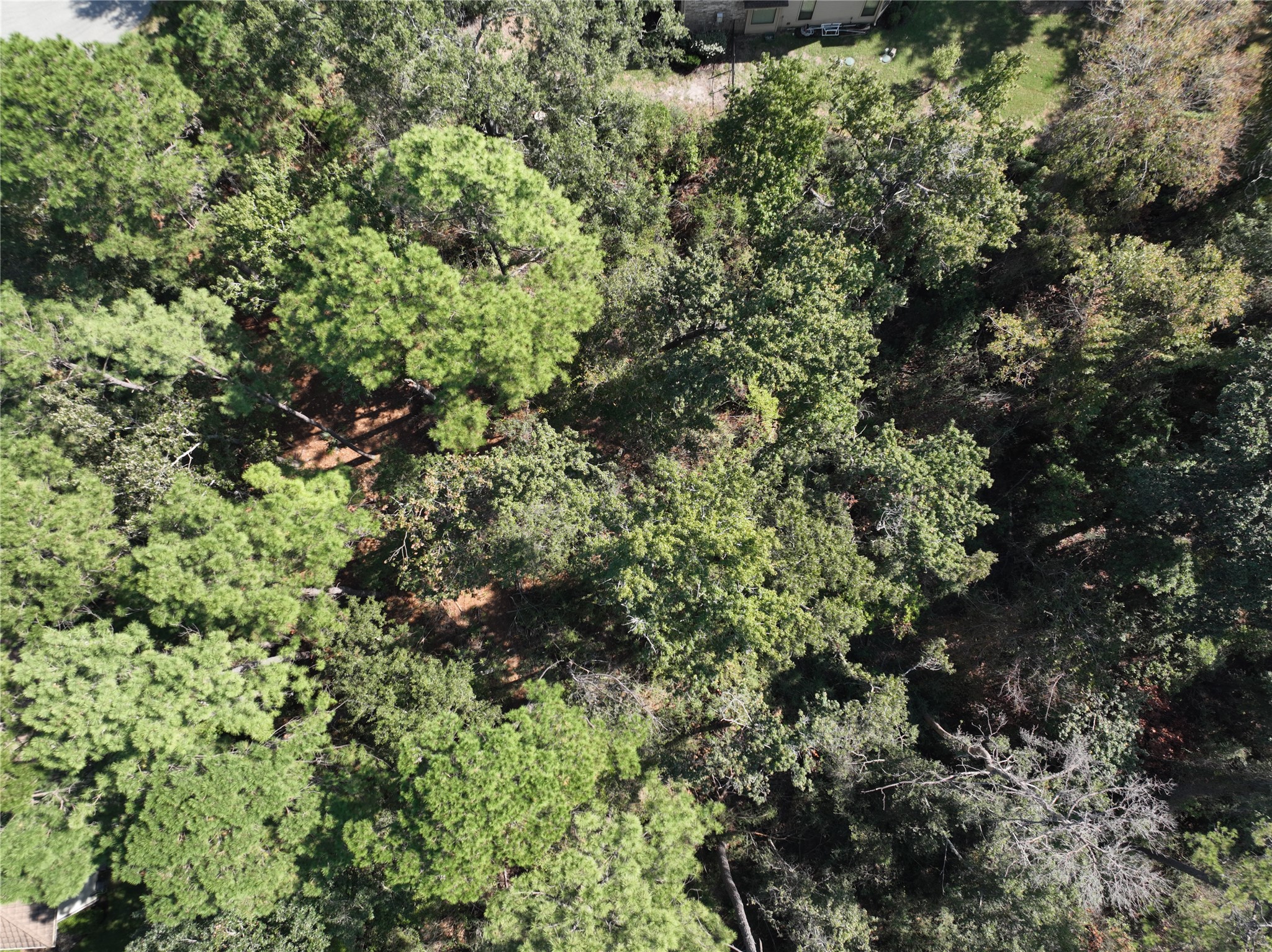 4242 Starling Stream Drive Spring, TX 77386 - Photo 5 of 21 a view of a forest with a tree