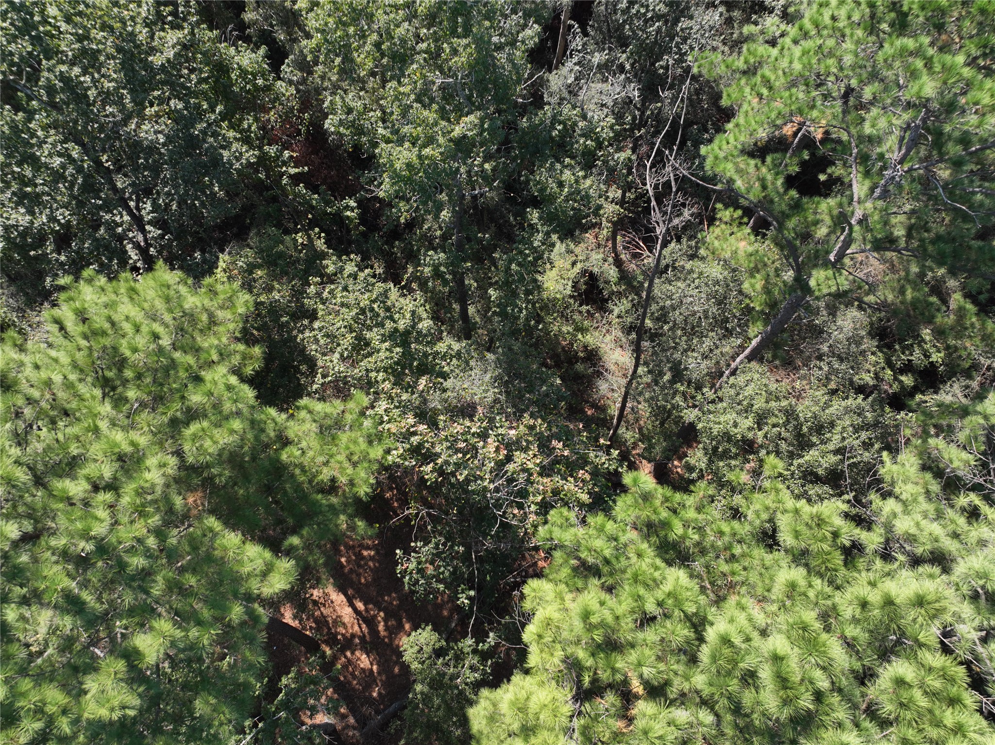 4242 Starling Stream Drive Spring, TX 77386 - Photo 7 of 21