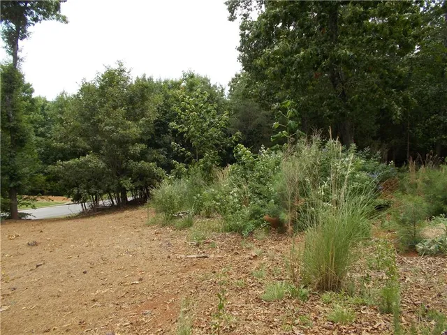 a view of a yard with plants and large trees