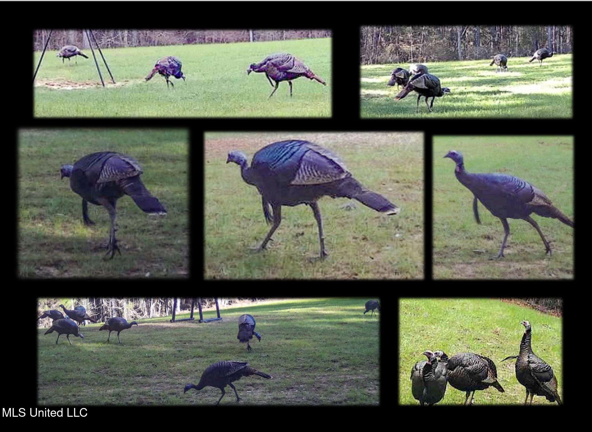 222 Beaverdam Road Camden, MS 39045 - Photo 11 of 42 1 turkeys mad 595