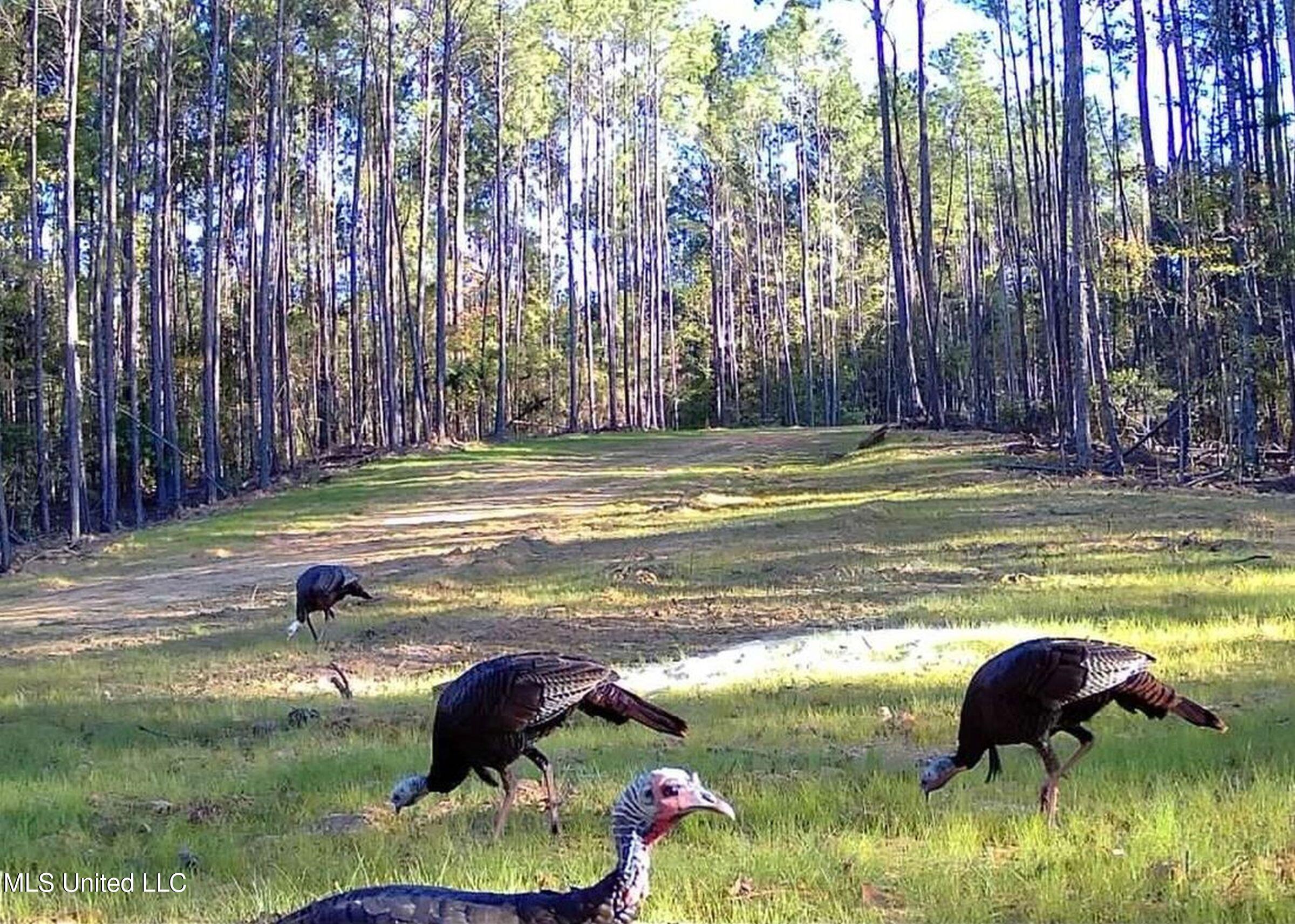 222 Beaverdam Road Camden, MS 39045 - Photo 40 of 42 mad445a