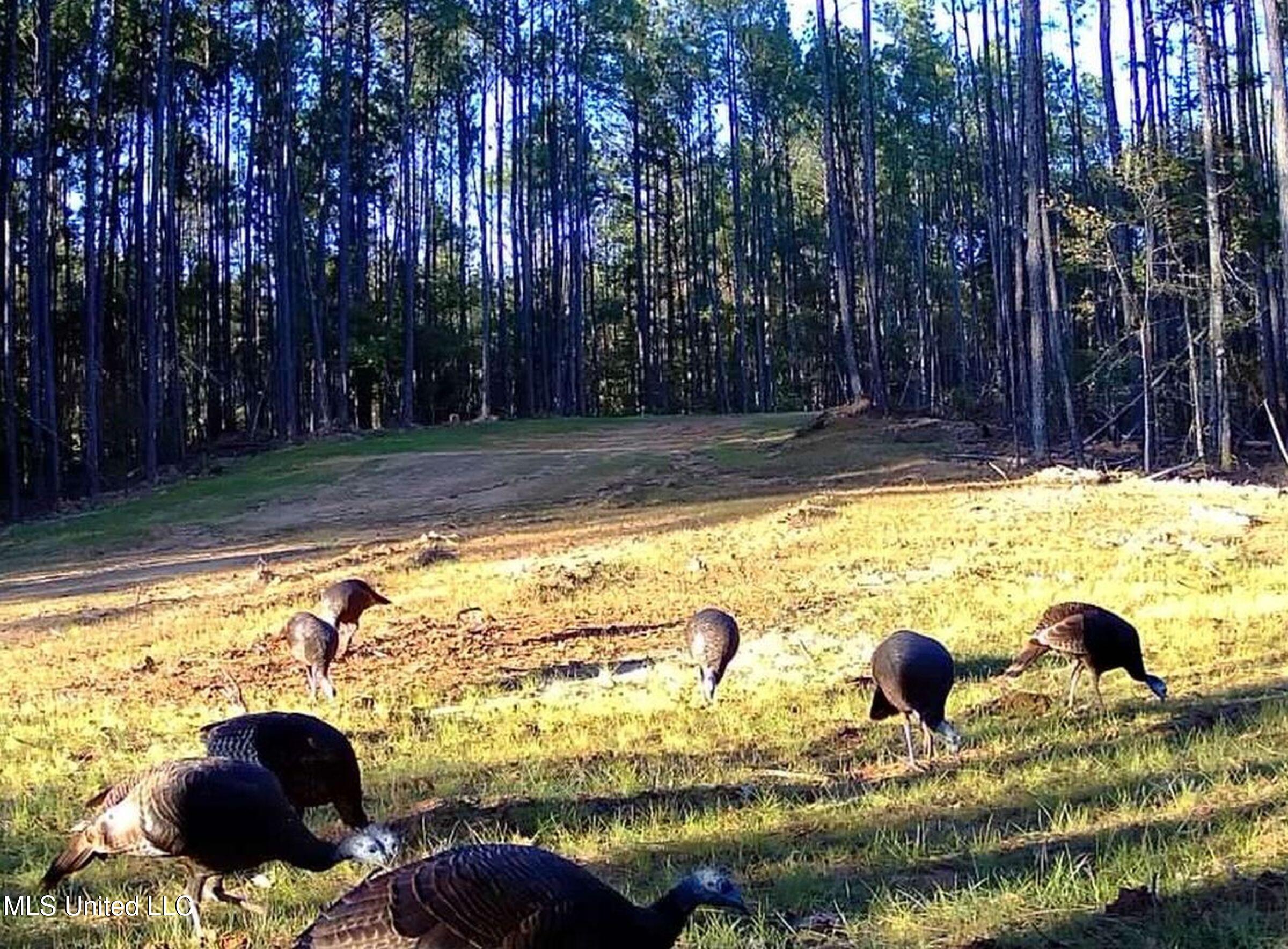 222 Beaverdam Road Camden, MS 39045 - Photo 41 of 42 mad445b