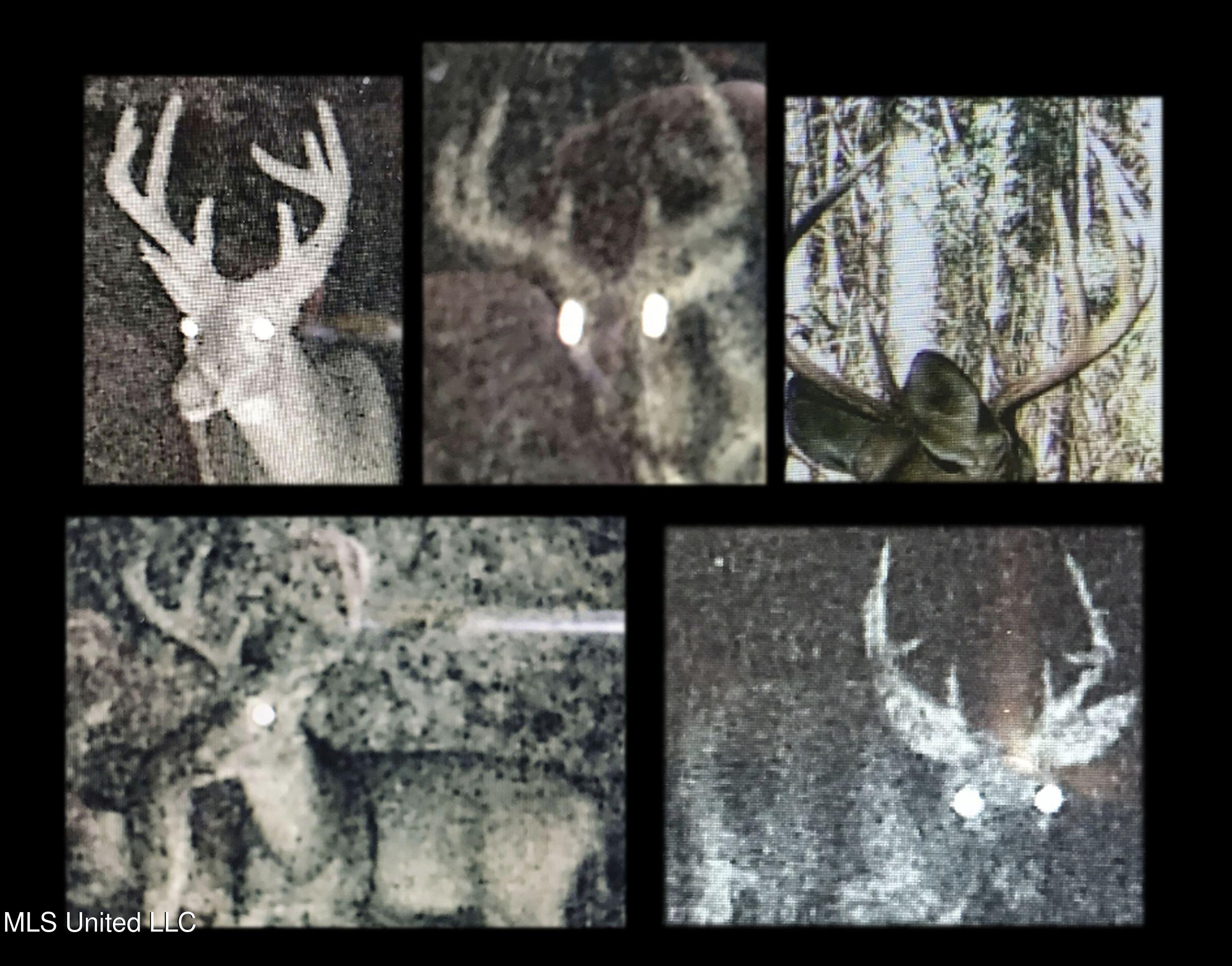 222 Beaverdam Road Camden, MS 39045 - Photo 9 of 42 1 deer mad 595