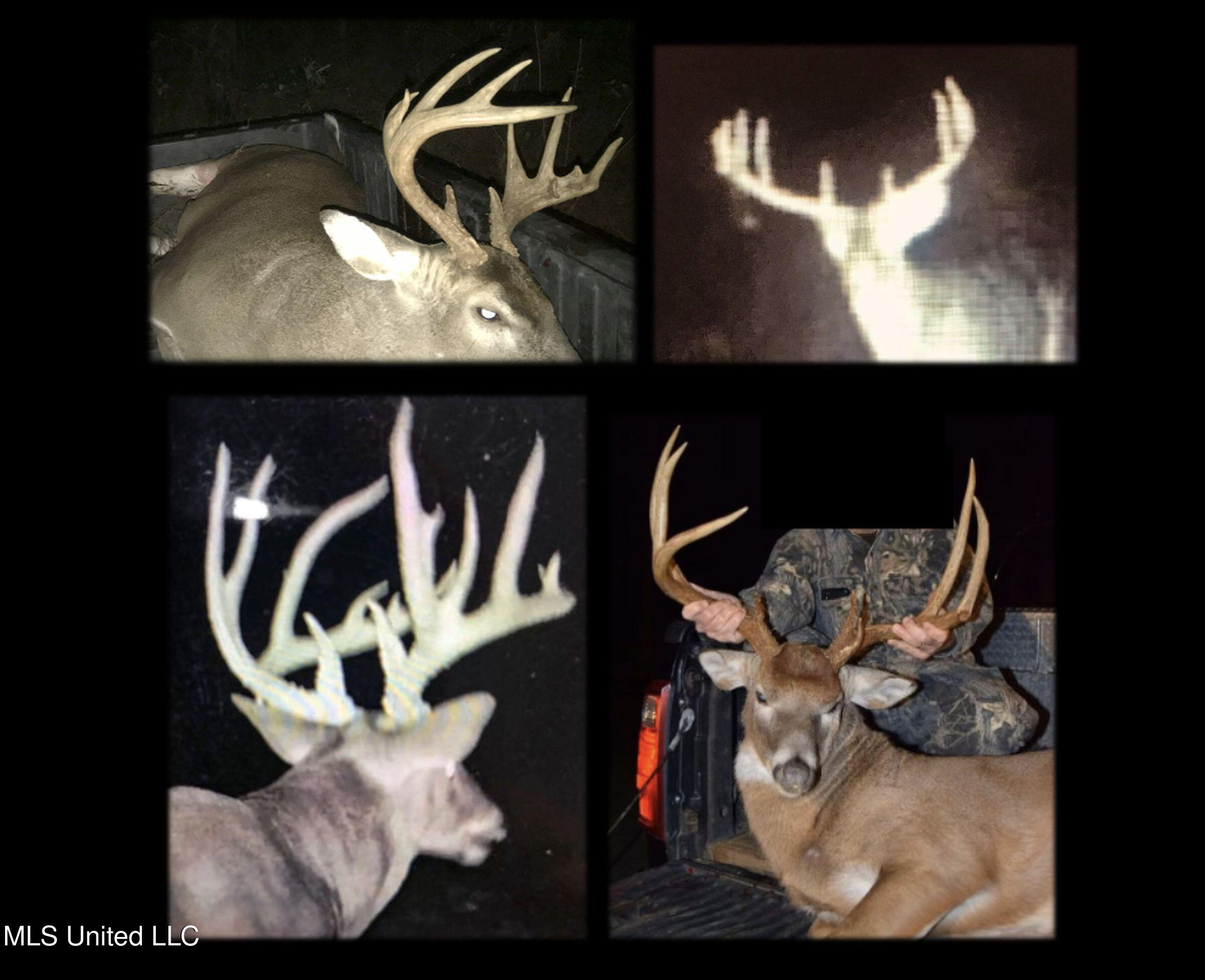 222 Beaverdam Road Camden, MS 39045 - Photo 10 of 42 1 deer mad 595b