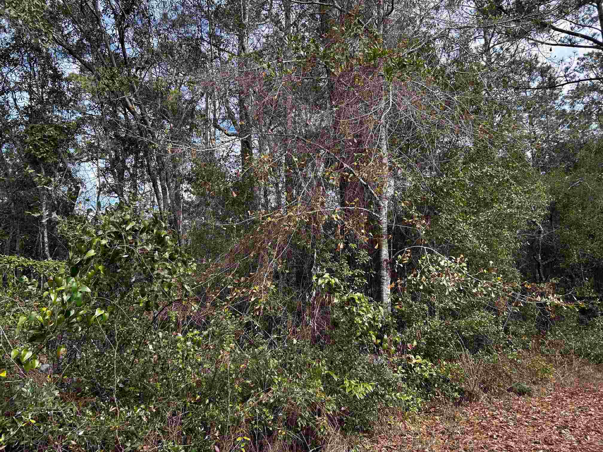 0 Old Tar Plant Road Milton, FL 32570 - Photo 5 of 7