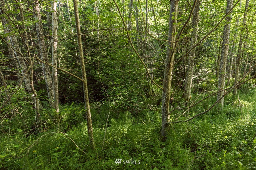 9999 Elk Pass Road, Unit LOT 1 Sequim, WA 98382 - Photo 22 of 22 a view of a forest with a tree