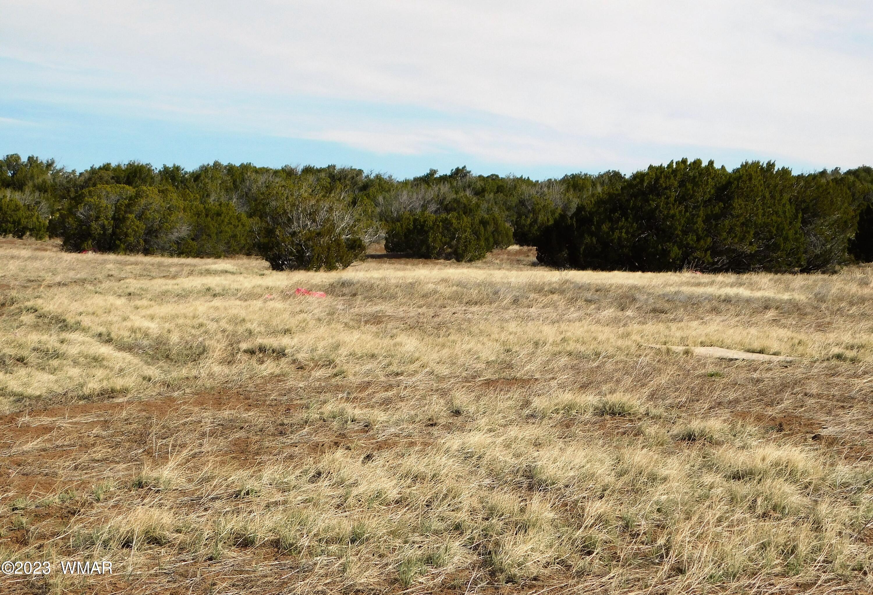 Lot 391 Wickieup (co Road Concho, AZ 85924 - Photo 6 of 11