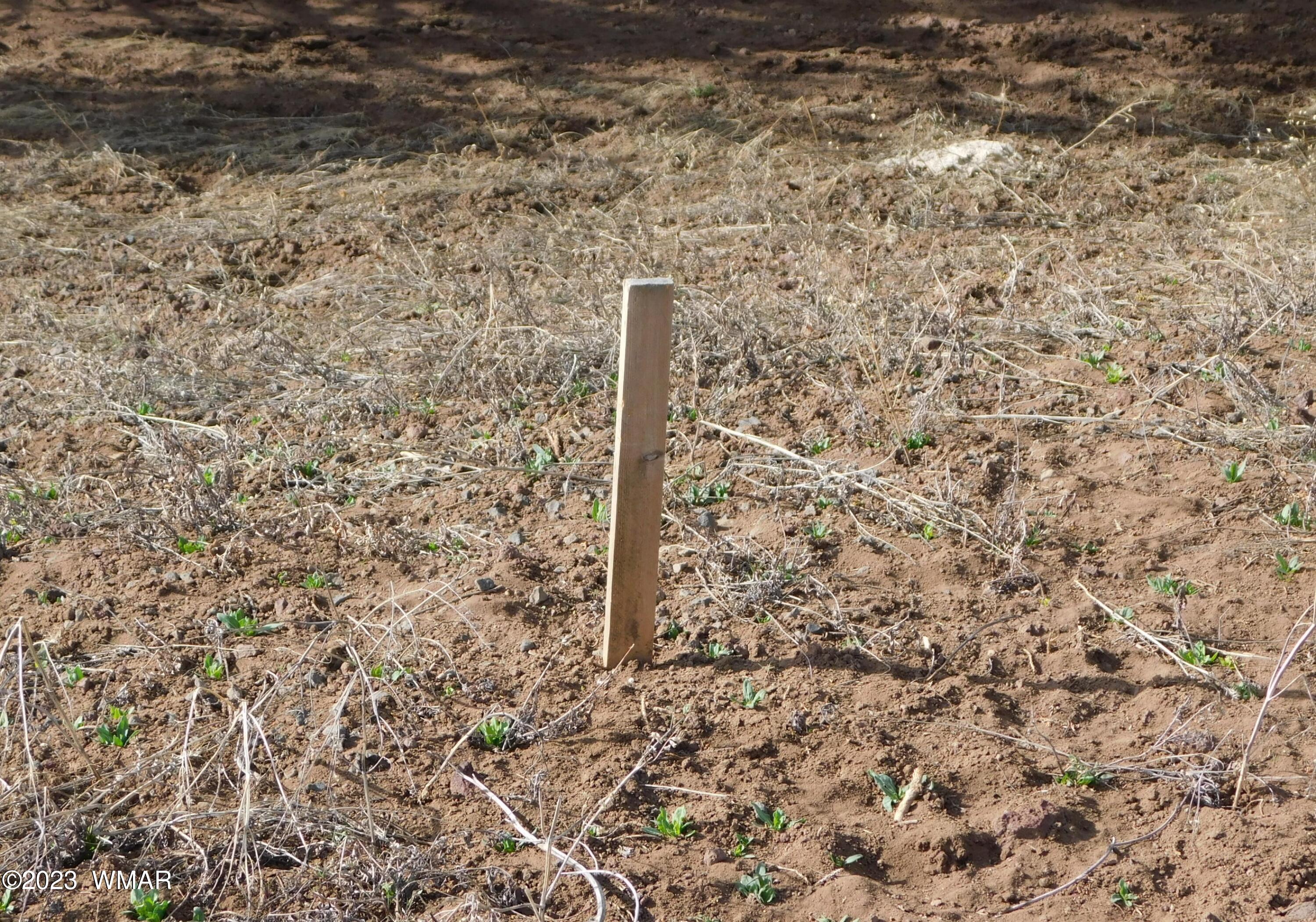 Lot 391 Wickieup (co Road Concho, AZ 85924 - Photo 8 of 11